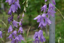 Attēlu rezultāti vaicājumam “Campanula rapunculoides bud”