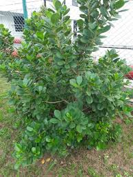 Attēlu rezultāti vaicājumam “Clusiaceae”