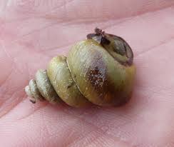 Attēlu rezultāti vaicājumam “Helicidae”