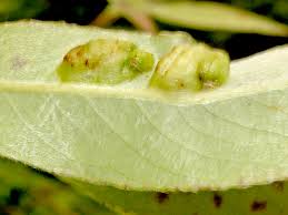 Attēlu rezultāti vaicājumam “Pontania proxima”