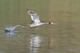 Attēlu rezultāti vaicājumam “Podiceps cristatus”
