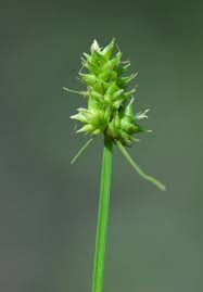 Attēlu rezultāti vaicājumam “Carex loliacea leaf”