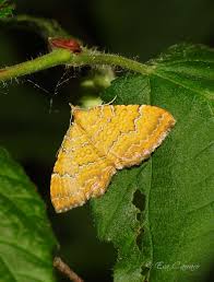 Attēlu rezultāti vaicājumam “Camptogramma bilineata”