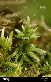 Attēlu rezultāti vaicājumam “Climacium dendroides”