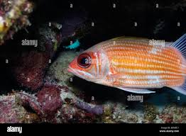 Image result for Holocentrus adscensionis