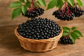 Attēlu rezultāti vaicājumam “Sambucus nigra fruit”