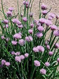 Image result for Allium schoenoprasum
