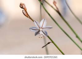 Image result for Asphodelus fistulosus