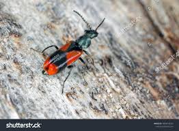 Attēlu rezultāti vaicājumam “Anthocomus fasciatus”