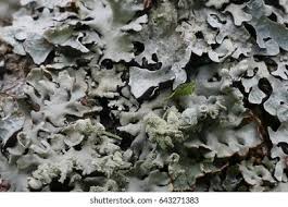 Attēlu rezultāti vaicājumam “Punctelia subrudecta”