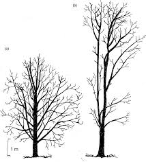 Attēlu rezultāti vaicājumam “Tilia platyphyllos subsp. cordifolia”
