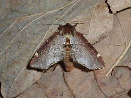 Attēlu rezultāti vaicājumam “Odontosia carmelita”