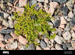 Attēlu rezultāti vaicājumam “Herniaria glabra”