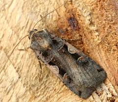 Attēlu rezultāti vaicājumam “Xestia c-nigrum”