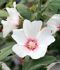 Image result for Lavatera thuringiaca
