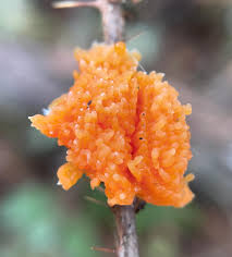 Attēlu rezultāti vaicājumam “Lignydium muscorum plasmodium”