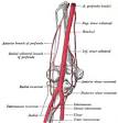 Brachial artery - Wikipedia, the free encyclopedia