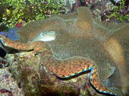 Image result for tridacna