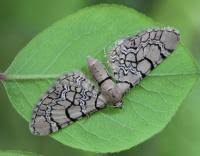 Attēlu rezultāti vaicājumam “Eupithecia venosata”