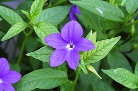 Image result for Browallia speciosa