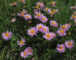Image result for Aster alpinus