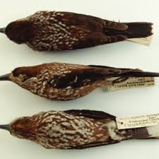 Image result for Nucifraga caryocatactes