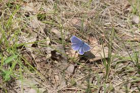 Attēlu rezultāti vaicājumam “Agrodiaetus amandus female”