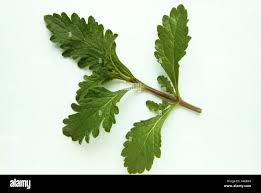 Image result for Verbena officinalis
