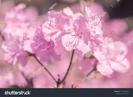 Attēlu rezultāti vaicājumam “Rhododendron sichotense flower”