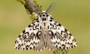 Attēlu rezultāti vaicājumam “Lymantria monacha pupa”