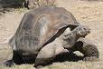 Galápagos tortoise - Wikipedia, the free encyclopedia