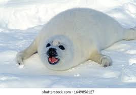 Image result for Pagophilus groenlandicus