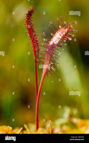 Attēlu rezultāti vaicājumam “Drosera anglica”