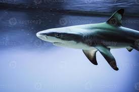 Image result for Carcharhinus melanopterus