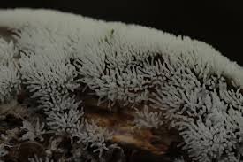 Attēlu rezultāti vaicājumam “Ceratiomyxa fruticulosa macro”