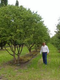 Attēlu rezultāti vaicājumam “Cornus mas”