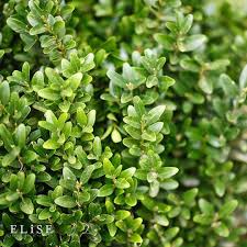 Attēlu rezultāti vaicājumam “Buxus sempervirens”