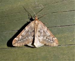 Attēlu rezultāti vaicājumam “Alsophila aescularia”