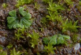 Attēlu rezultāti vaicājumam “Riccia glauca”