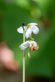 Attēlu rezultāti vaicājumam “Pyrola rotundifolia fruit”