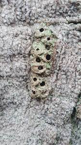 Attēlu rezultāti vaicājumam “Andricus quercuscorticis”