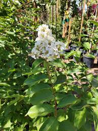 Image result for Lagerstroemia