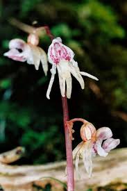 Attēlu rezultāti vaicājumam “Epipogium aphyllum flower”