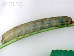 Attēlu rezultāti vaicājumam “Lacanobia contigua imago”