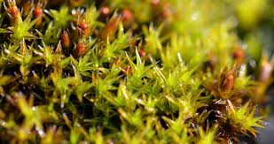 Attēlu rezultāti vaicājumam “Orthotrichum diaphanum sporophyte”