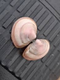 Attēlu rezultāti vaicājumam “Macoma baltica”