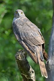 Attēlu rezultāti vaicājumam “Accipiter nisus female”