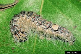 Attēlu rezultāti vaicājumam “Acronicta leporina larva”