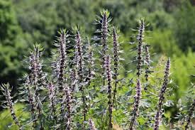 Attēlu rezultāti vaicājumam “Leonurus cardiaca”