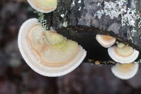 Attēlu rezultāti vaicājumam “Trametes hirsuta”